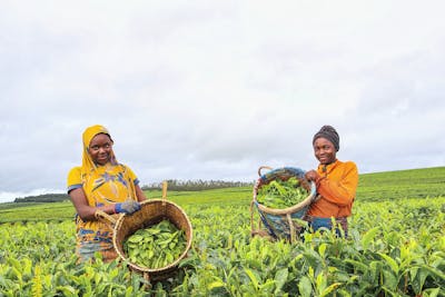 pexels-fatima-yusuf-323522203-30541303